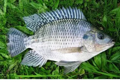 pembangunan